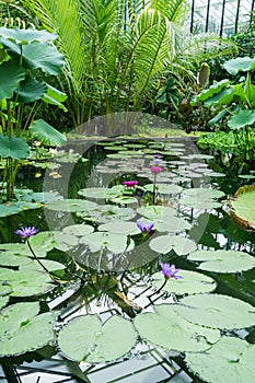 Lily pond in Kew Garden botanical garden, England