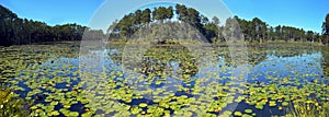 Lily Pond Lake - Freeport Florida