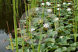 Lily Pond With Lotus Flowers