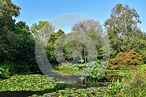 Waters of the lake surrounded by marginal water plants