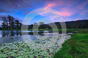 Lily pond at twilight