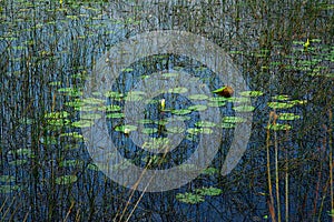 Lily Pond with Vivid Blue Sky Reflection and Green Colors