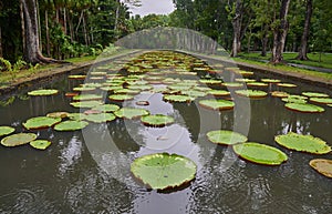 The Lily Ponds at the Botanical Gardens in Mauritius seen on an overcast day.