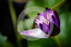 Lily Purple Lotus Flower in the Water