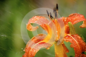 Lily in Rain