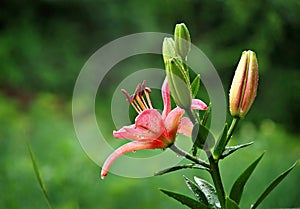 Lily after rain