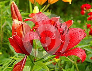 Lily after the rain.