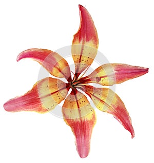 Lily red-yellow flower. Isolated object with clipping path on a white background. Beautiful six-petalslily lily for design. Clo