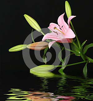 Lily reflected in water