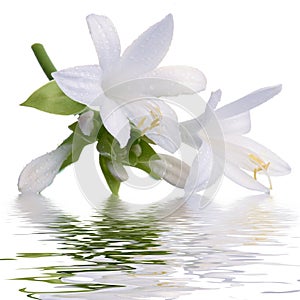 Lily with reflection