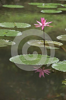 Lily with reflection