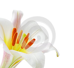 Lily regale trumpet photo