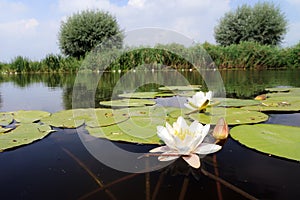 Lily river landscape photo