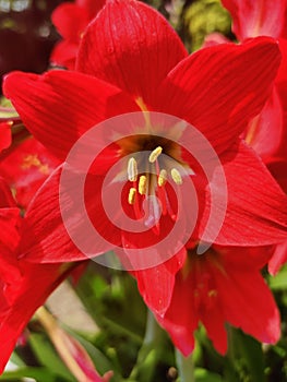 The Lily with it& x27;s red hot colour makes it very presentable itself