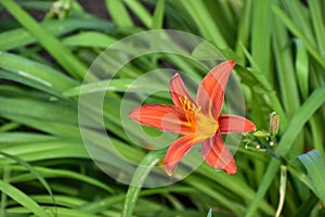 Lily seen from the side, flower with six orange petals. Defocused green leaves background.