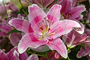 Lily `Sorbonne` lilium