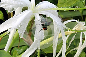 Lily spider flowers and flies