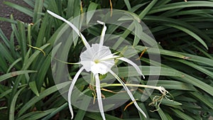 Lily / SpiderLily / Amarilys / Hymenocallis Littoralis