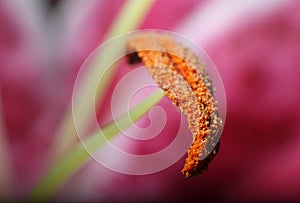 Lily stamen