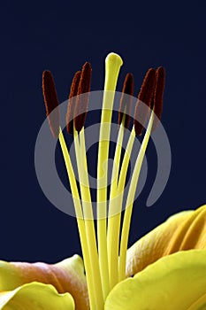 Lily stamen