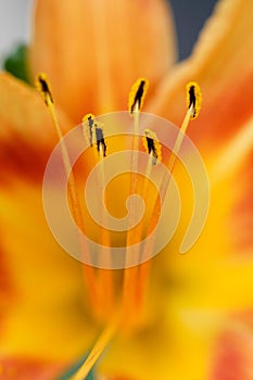 Lily stamen