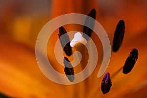 Lily stamen