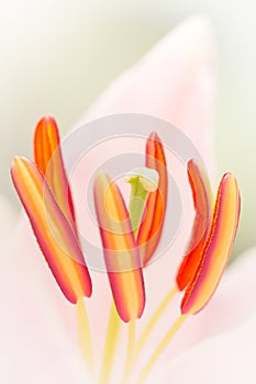 Lily stamen, anthers,pistil macro