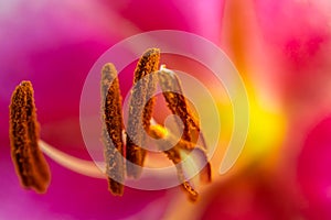 Lily stamen close-up, flowers lily