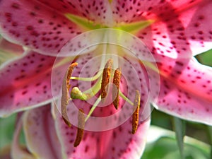 Lily stamen closeup