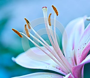 Lily Stamen Macro