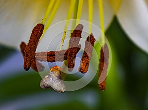 Lily Stamen and Pistil Closeup