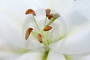 The lily stamen and pistil, macro