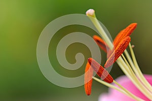 Lily stamens and pistil photo