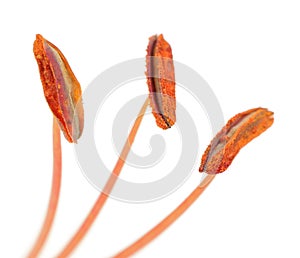 Lily Stamens with Pollen Macro on White Background