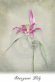 Lily on textured background with text