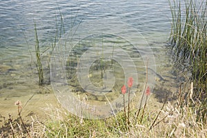 Lily torch, Kniphofia uvaria, on the shore of Tota, the largest lake in Colombia photo