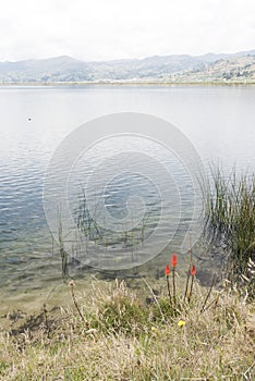 Lily torch, Kniphofia uvaria, on the shore of Tota, the largest lake in Colombia photo