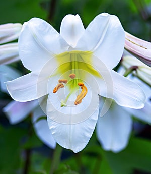 Lily tubular is a beautiful and delicate white flower with long yellow stamen. Variety White Planet, Regale