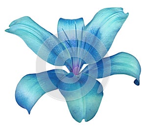 Lily turquoise-blue flower, isolated with clipping path, on a white background. beautiful lily, violet center. for design