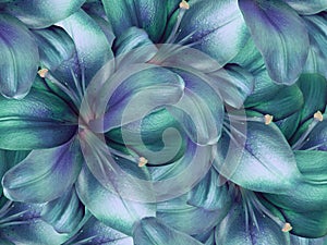 Lily turquoise-blue flowers. bright turquoise background. floral collage. flower composition.