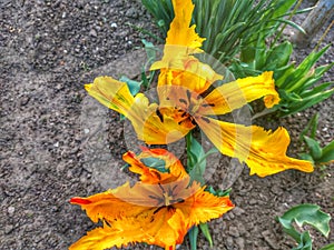 lily undersized orange