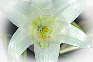 Lily using Focus Stacking