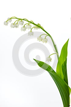 Lily of the valey photo