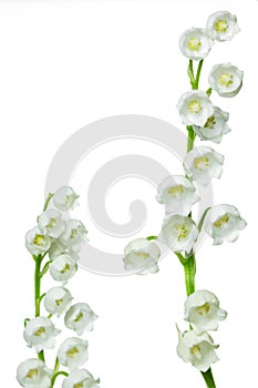Lily of the valey photo