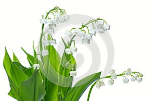 Lily of the valey