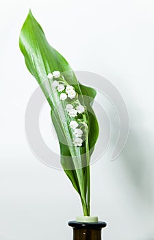 Lily of the valley with 13 bells lucky