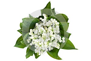 Lily of the valley photo