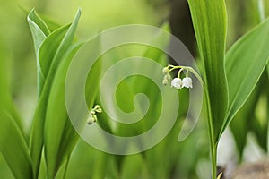 Lily of the valley