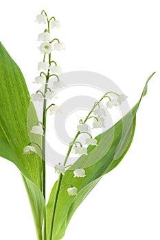 Lily of the valley