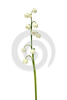 Lily of the valley